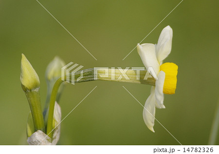 早春に咲く日本スイセンの花 14782326