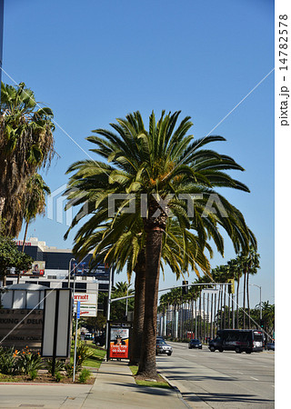 ロスアンゼルスの風景 パームツリー カリフォルニア アメリカの写真素材