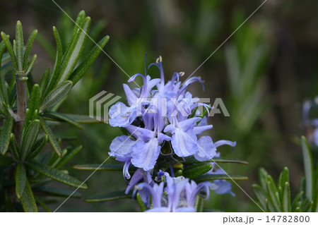 ローズマリー 14782800