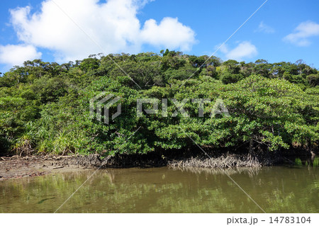 沖縄県　西表島　浦内川 14783104