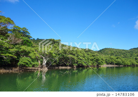 沖縄県　西表島　浦内川 14783106