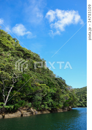 沖縄県　西表島　浦内川 14783109