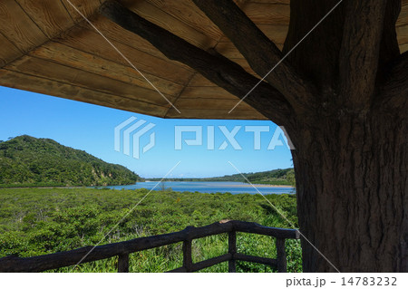 沖縄県　西表島　浦内川展望台からの眺め 14783232