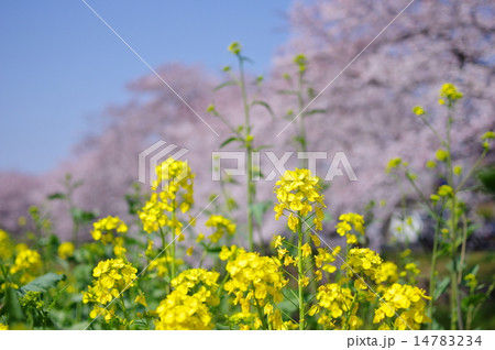 桜を背に咲く菜の花　桜満開の新河岸川　川越春まつり 14783234