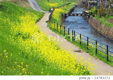 菜の花と春の小川の写真素材