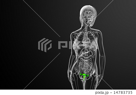 3d render  illustration of the Reproductive System 14783735