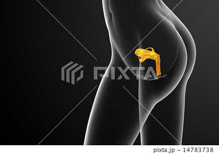 3d render  illustration of the Reproductive System 14783738