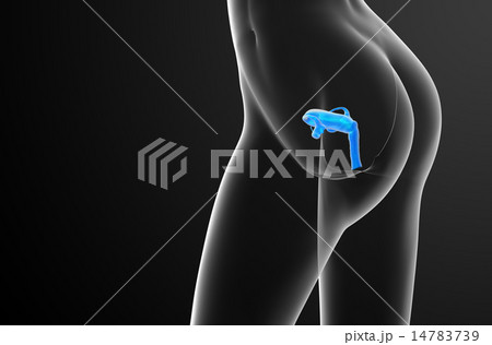 3d render illustration of the Reproductive System 3d render illustration of the Reproductive System 14783739