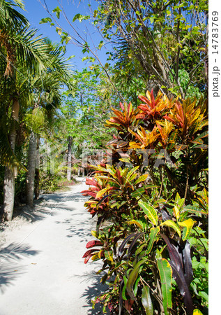 沖縄県　由布島の風景 14783769