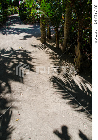 沖縄県　由布島の風景 14783773