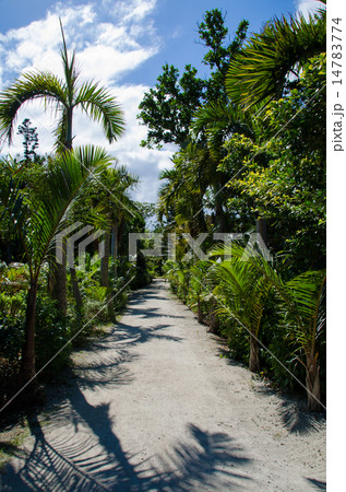 沖縄県　由布島の風景 14783774