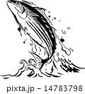 鰹 14783798