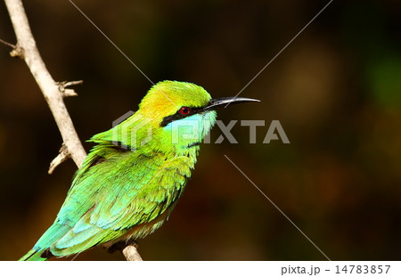 little green bee-eater 14783857