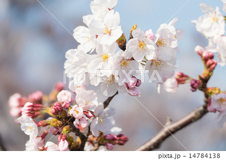 サクラの花と蕾 14784138