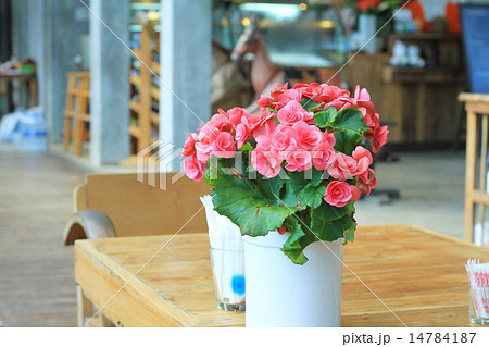 Begonia flowers 14784187