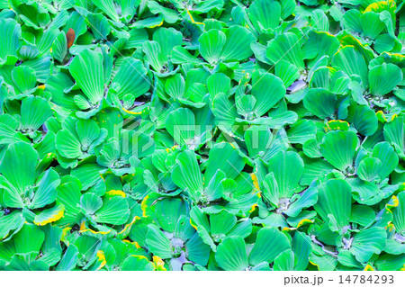 Pistia stratiotes Pistia stratiotes 14784293