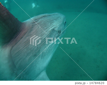 房総・館山で泳ぐマンボウを追う 14784620