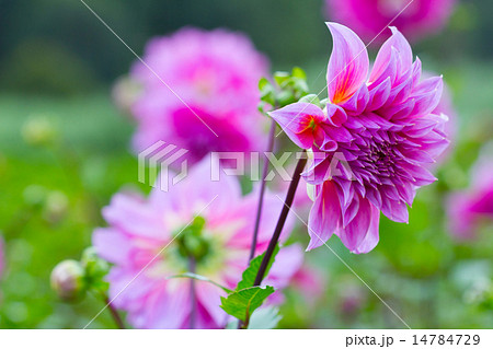 Pink Dahlia flower in the garden Pink Dahlia flower in the garden 14784729