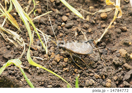 鈴虫のオス 14784772