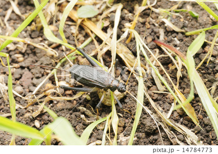鈴虫のメス 鈴虫のメス 14784773