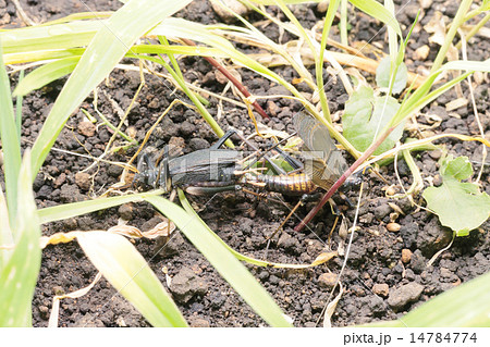 鈴虫の交尾 鈴虫の交尾 14784774