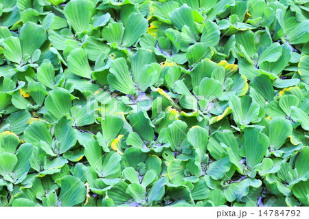 Pistia stratiotes Pistia stratiotes 14784792