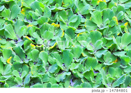 Pistia stratiotes Pistia stratiotes 14784801