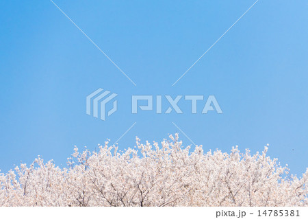 さくら（愛知県木曽川堤） 14785381