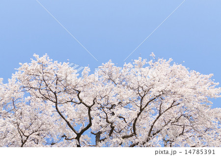 さくら（愛知県木曽川堤） 14785391