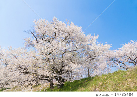 さくら 14785484