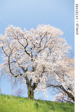 さくら さくら 14785489