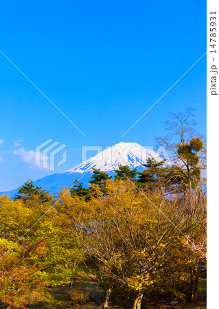 森と富士山 森と富士山 14785931