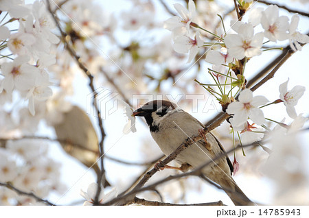 桜と鳥の写真素材