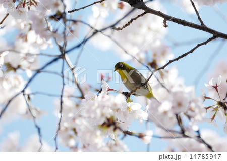 桜と鳥の写真素材