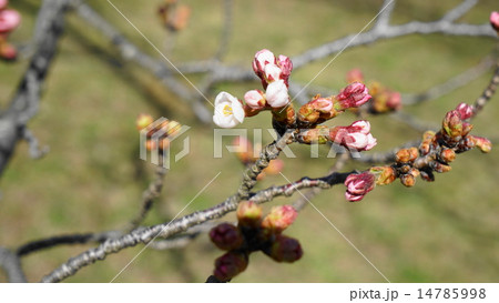 桜の花開く 14785998