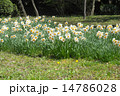 日比谷公園の日本水仙 14786028