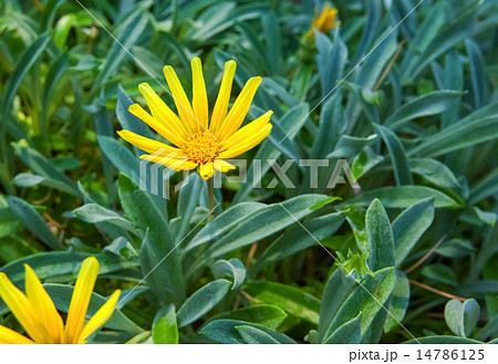 ガザニア・リゲンス,、ガザニア・レモンタルト、蛇の目勲章菊、キク科、南アフリカ 14786125