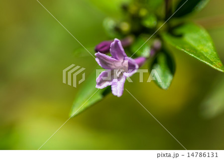 シチョウゲ、アカネ科、日本、準絶滅危惧（NT）、絶滅危惧植物、絶滅危惧種 14786131