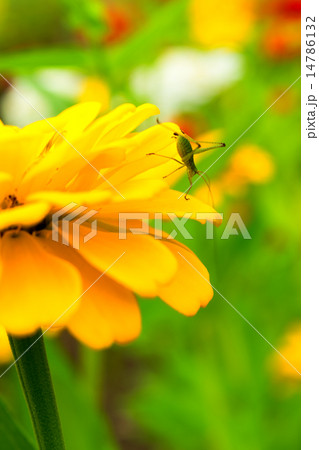 百日草にキリギリス 百日草にキリギリス 14786132