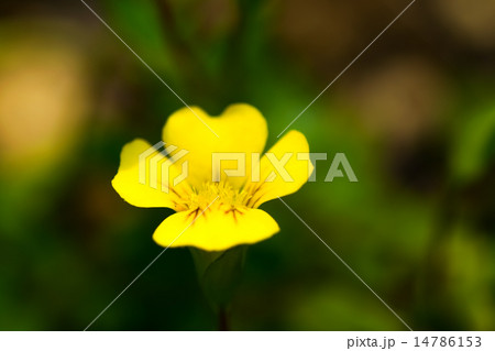 メルカドニアのクローズアップ、オオバコ科、一年草 14786153