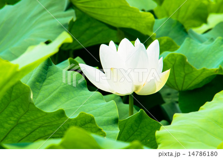 白いハスの花 白いハスの花 14786180