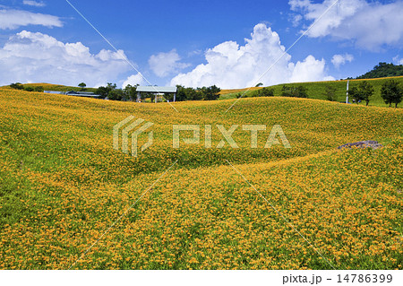 花 フラワー お花 14786399