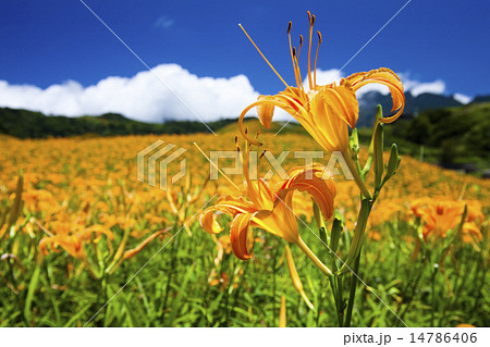 花 フラワー お花 14786406