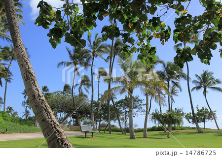 ハワイ　ヤシの木と空　コオリナ 14786725