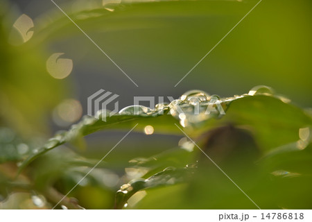 朝露に揺らぐ葉２ 14786818