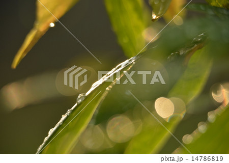 朝露に揺らぐ葉３ 14786819