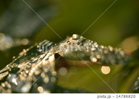 朝露に揺らぐ葉4 朝露に揺らぐ葉4 14786820