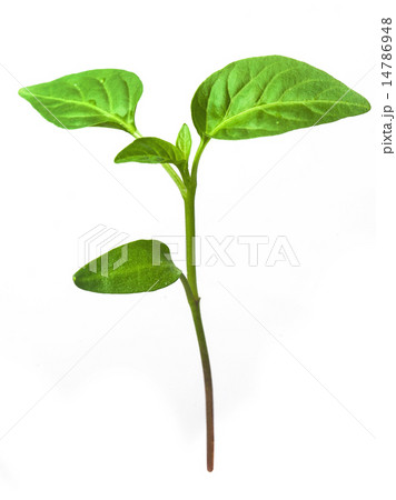 Green sprouts growing from seeds. Pepper Green sprouts growing from seeds. Pepper 14786948