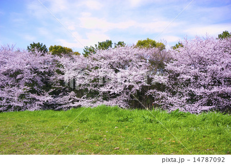桜 大泉緑地の写真素材