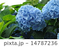 あじさい 14787236